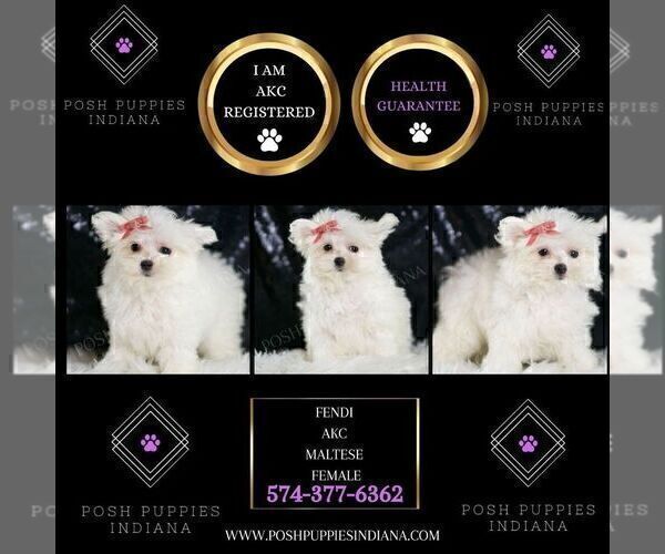 Medium Photo #9 Maltese Puppy For Sale in WARSAW, IN, USA