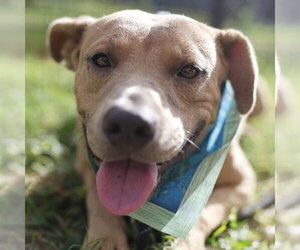 American Staffordshire Terrier-Unknown Mix Dogs for adoption in San Antonio, TX, USA