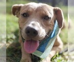 Small American Staffordshire Terrier Mix