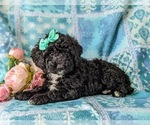 Small Photo #3 Sheepadoodle Puppy For Sale in GLEN ROCK, PA, USA