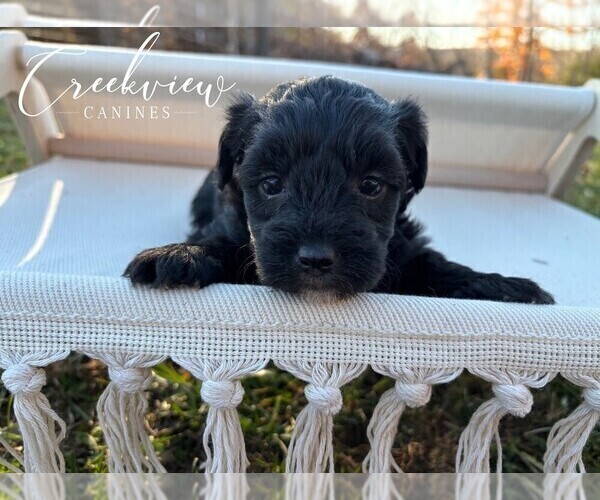 Medium Photo #2 Havapoo Puppy For Sale in NIANGUA, MO, USA