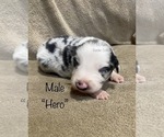 Small Photo #3 Border Collie Puppy For Sale in EDEN, AL, USA