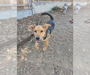 Molly - Female Mutt Dog for Adoption - Photo #2