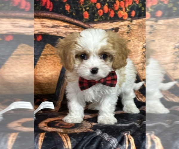 Medium Photo #8 Cavapoo Puppy For Sale in GREENVILLE, MO, USA