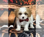 Small #7 Cavapoo