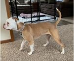 Small Photo #5 Bulldog-Unknown Mix Puppy For Sale in Minneapolis, MN, USA