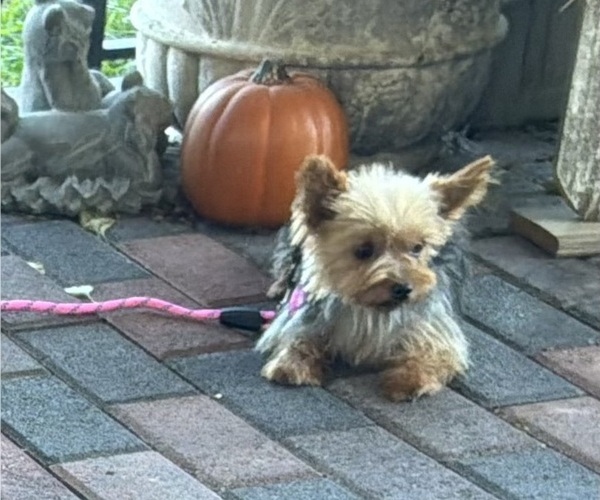 Medium Photo #3 Yorkshire Terrier Puppy For Sale in MANSFIELD, MO, USA