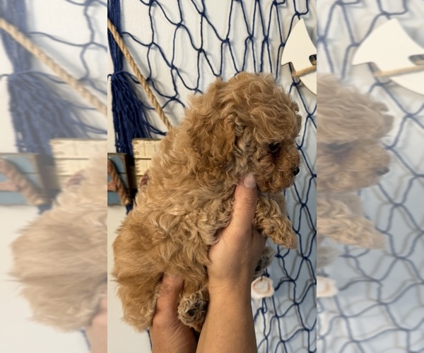 Medium Photo #8 Poodle (Toy) Puppy For Sale in LIVE OAK, FL, USA