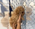 Small #7 Poodle (Toy)