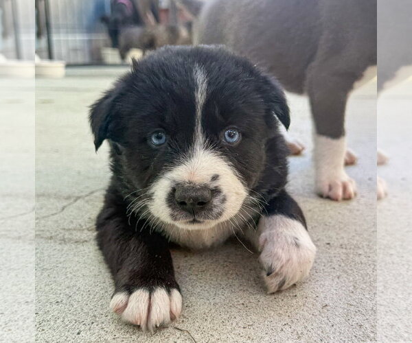 Medium Photo #5 Labrador Retriever-Unknown Mix Puppy For Sale in San Diego, CA, USA