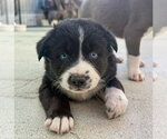 Small #4 Labrador Retriever Mix