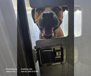 American Staffordshire Terrier Dogs for adoption in San Antonio, TX, USA