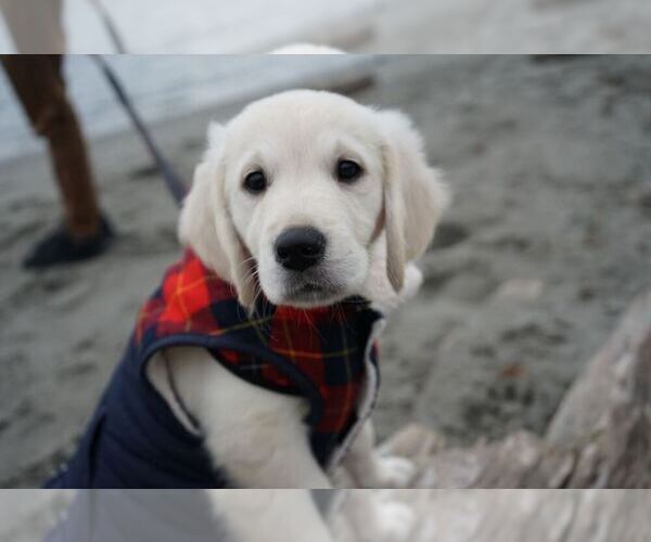 Medium Photo #17 Golden Retriever Puppy For Sale in FORT STEILACOOM, WA, USA