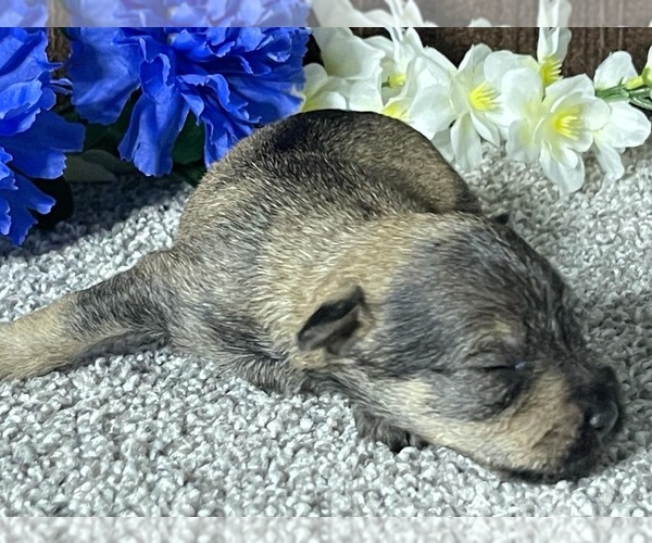 Medium Photo #2 Schnauzer (Miniature) Puppy For Sale in FORT PIERCE, FL, USA