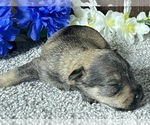 Small Photo #2 Schnauzer (Miniature) Puppy For Sale in FORT PIERCE, FL, USA