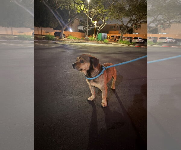 Medium Photo #5 Chug Puppy For Sale in San Diego, CA, USA