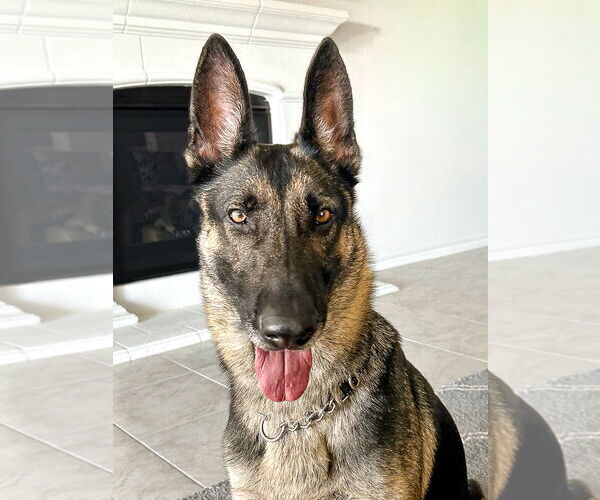 Medium Photo #1 German Shepherd Dog-Unknown Mix Puppy For Sale in McKinney, TX, USA