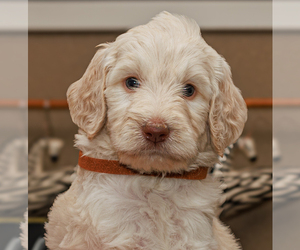 Goldendoodle-Poodle (Standard) Mix Dog for Adoption in PORTER, Oklahoma USA
