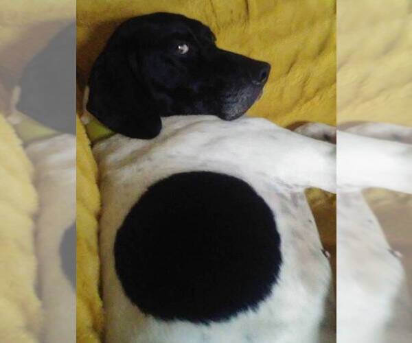 Medium Photo #2 German Shorthaired Pointer Puppy For Sale in SAN ANTONIO, TX, USA