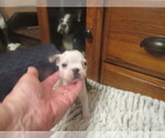 Small #1 Boston Terrier