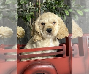 Cocker Spaniel Puppy for sale in CANOGA, NY, USA