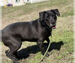 Small #4 Labrador Retriever