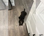 Small #1 Shih Tzu-Spaniel Mix