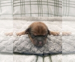 Small Photo #32 Puggle-Shih Tzu Mix Puppy For Sale in NEW YORK MILLS, MN, USA
