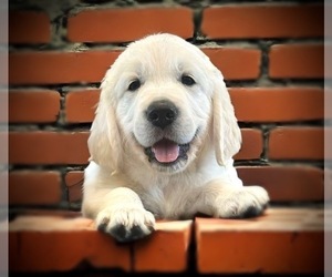 Golden Retriever Puppy for sale in RAMONA, CA, USA