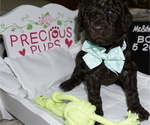 Small Photo #5 Poodle (Standard) Puppy For Sale in TRAVELERS REST, SC, USA