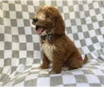 Small #5 Goldendoodle (Miniature)