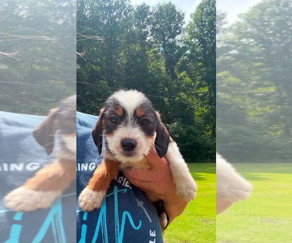 Medium Photo #4 Mutt Puppy For Sale in Aurora, IN, USA