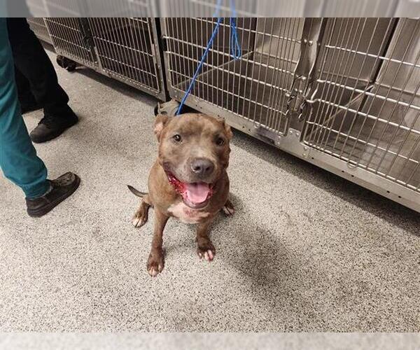 Medium Photo #1 American Pit Bull Terrier-Unknown Mix Puppy For Sale in Houston, TX, USA