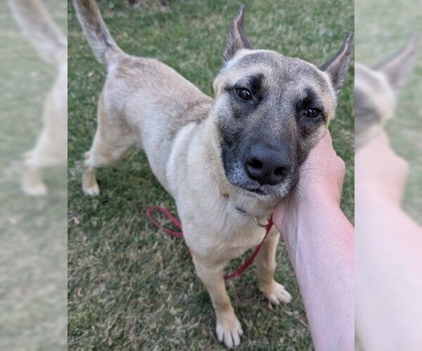 Medium Photo #3 German Shepherd Dog-Unknown Mix Puppy For Sale in Newfoundland, PA, USA