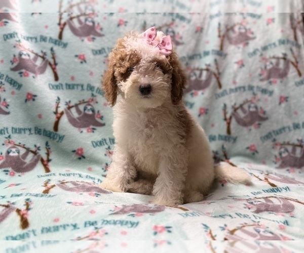 Medium Photo #4 Poodle (Miniature) Puppy For Sale in LAKELAND, FL, USA