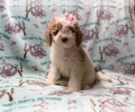 Taffy - Female Poodle (Miniature) Puppy for Sale - Photo #4