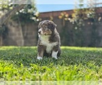 Puppy Cannoli Australian Shepherd