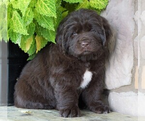 Newfoundland Puppy for sale in FREDERICKSBG, OH, USA