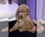 Small Photo #36 Double Doodle Puppy For Sale in TALLAHASSEE, FL, USA