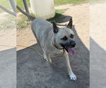 Small Photo #6 Mutt Puppy For Sale in Virginia Beach, VA, USA