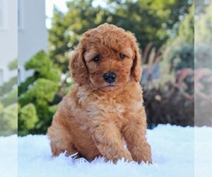 Goldendoodle-Poodle (Miniature) Mix Puppy for sale in GORDONVILLE, PA, USA