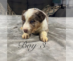 Small Photo #34 Australian Shepherd Puppy For Sale in SALISBURY, NC, USA