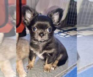 Chihuahua Puppy for sale in Almaty, Almaty Qalasy, Kazakhstan