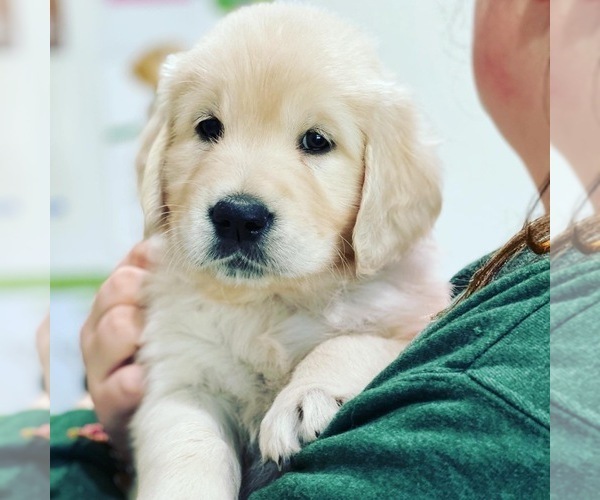 11 English Cream Retriever Puppies Georgia Gif