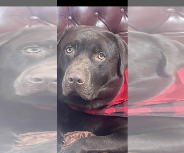 Medium Photo #11 Labrador Retriever Puppy For Sale in SIMI VALLEY, CA, USA