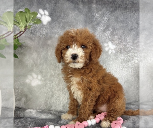 Medium Photo #7 Goldendoodle (Miniature) Puppy For Sale in INDIANAPOLIS, IN, USA