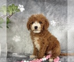 Small #6 Goldendoodle (Miniature)