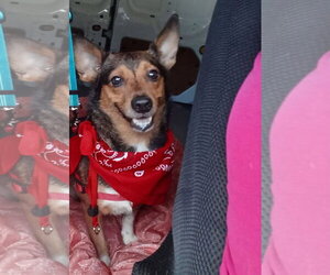 Pistchio - Male Chihuahua-Unknown Mix Dog for Adoption - Photo #2