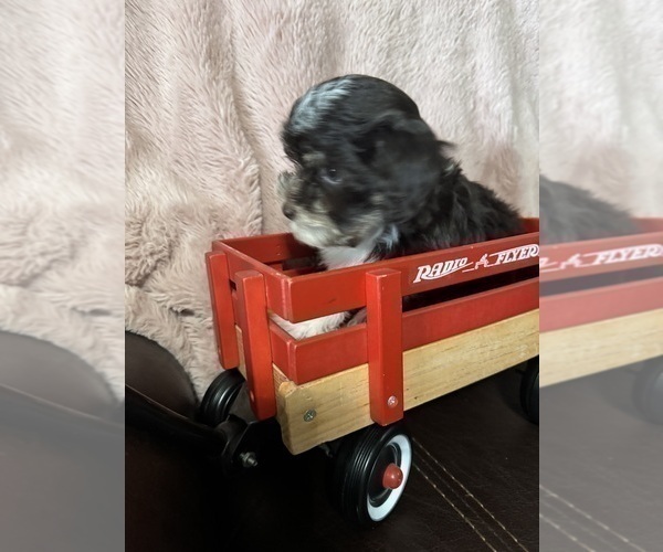 Medium Photo #3 Havanese Puppy For Sale in SATSUMA, FL, USA