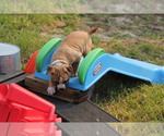 Small Photo #4 American Pit Bull Terrier Puppy For Sale in NAPLES, FL, USA